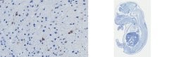 ErbB4, Rabbit anti-Mouse, Clone: mab10, Millipore Sigma 25 &mu;L | Buy Online | MilliporeSigma | Fisher Scientific
